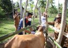 Bagian Monitoring Pengendalian inflasi, Pj Bupati Aceh Utara  Tinjau Kegiatan Vaksinasi Ternak