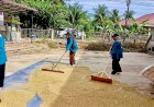 Mahasiswa KPM UIN SUNA Lhokseumawe di Krueng Seunong Langsung Berbaur, Bantu Jemur Padi Zakat