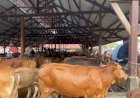 Stok Ternak Meugang Idul Adha di Aceh Utara Capai 4.108 Ekor, Lebih Banyak dari Idul Fitri