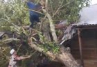 Hujan Lebat dan Angin Kencang, Pohon Tumbang Timpa Rumah Warga di Teupin U
