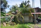 Pohon Kelapa Besar Roboh Timpa Rumah Warga di Pirak Timu