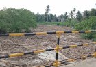 Gelondongan Kayu Kembali Menumpuk di Sungai Parang IX, LIMA Minta Penanganan Serius