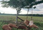 Enam Ekor Sapi Milik Warga Mati Tersambar Petir di Teupin U