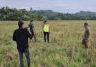 Warga Tanah Luas Ditemukan Meninggal di Tengah Sawah, Diduga Tersambar Petir