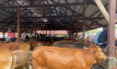 Stok Ternak Meugang Idul Adha di Aceh Utara Capai 4.108 Ekor, Lebih Banyak dari Idul Fitri