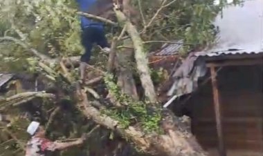 Hujan Lebat dan Angin Kencang, Pohon Tumbang Timpa Rumah Warga di Teupin U