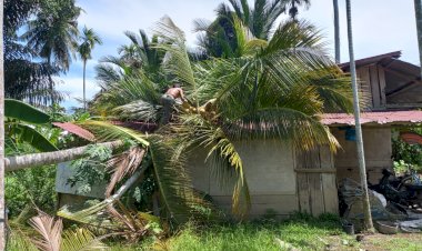 Pohon Kelapa Besar Roboh Timpa Rumah Warga di Pirak Timu