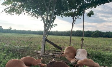 Enam Ekor Sapi Milik Warga Mati Tersambar Petir di Teupin U
