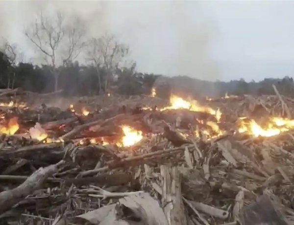 Kebakaran Tumpukan Kayu Sisa Banjir di Langkahan Meluas, Merambah Kebun Sawit Warga