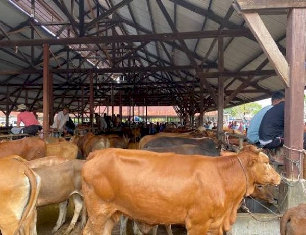 Stok Ternak Meugang Idul Adha di Aceh Utara Capai 4.108 Ekor, Lebih Banyak dari Idul Fitri