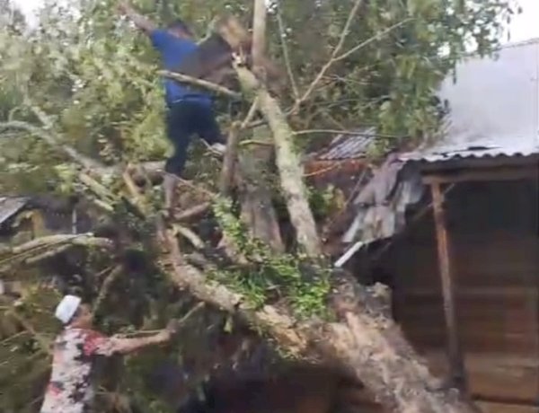 Hujan Lebat dan Angin Kencang, Pohon Tumbang Timpa Rumah Warga di Teupin U