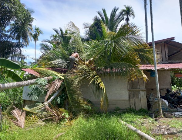 Pohon Kelapa Besar Roboh Timpa Rumah Warga di Pirak Timu