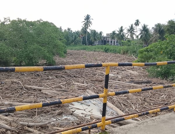 Gelondongan Kayu Kembali Menumpuk di Sungai Parang IX, LIMA Minta Penanganan Serius