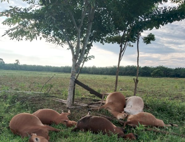 Enam Ekor Sapi Milik Warga Mati Tersambar Petir di Teupin U