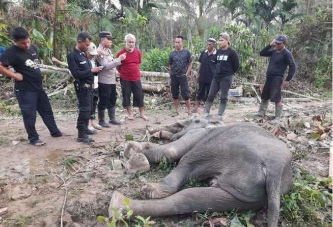 Gajah Liar di Temukan Mati di Aceh Timur : Berikut Penjelasan BKSDA