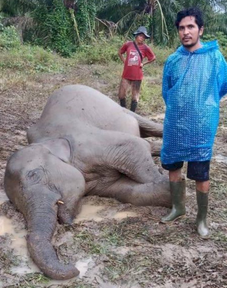 Gajah Betina Ditemukan Mati di Pedalaman Aceh Timur