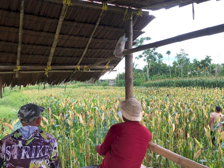 BUMDes Meunye Tujoh, Manfaatkan Lahan Desa Sebagai Unit Usaha.