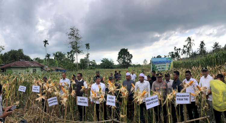 Bupati Aceh Utara Hadiri Panen Perdana Jagung Dana Desa di Meunye Tujoh