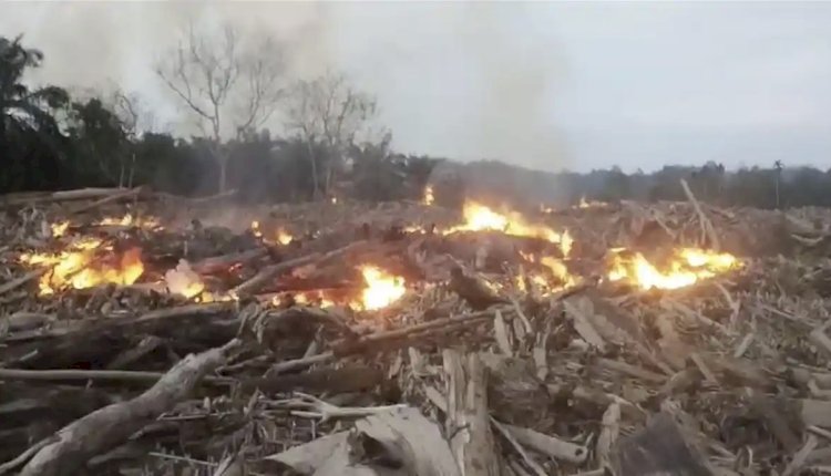 Kebakaran Tumpukan Kayu Sisa Banjir di Langkahan Meluas, Merambah Kebun Sawit Warga