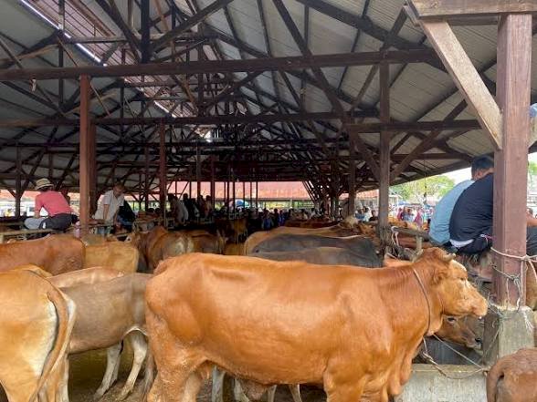 Stok Ternak Meugang Idul Adha di Aceh Utara Capai 4.108 Ekor, Lebih Banyak dari Idul Fitri