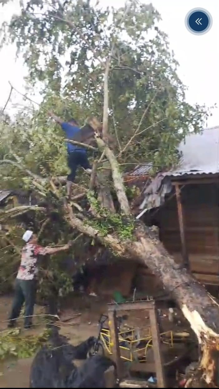 Hujan Lebat dan Angin Kencang, Pohon Tumbang Timpa Rumah Warga di Teupin U