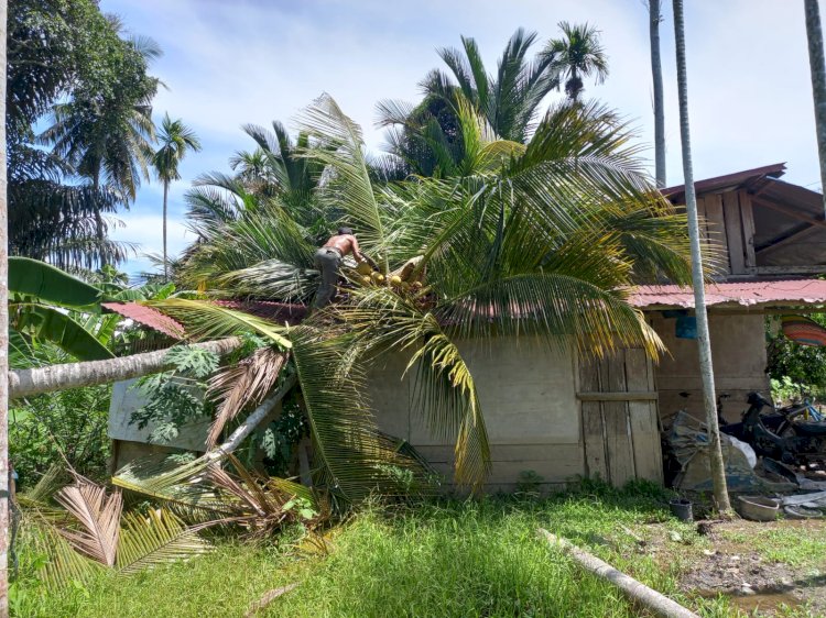 Pohon Kelapa Besar Roboh Timpa Rumah Warga di Pirak Timu