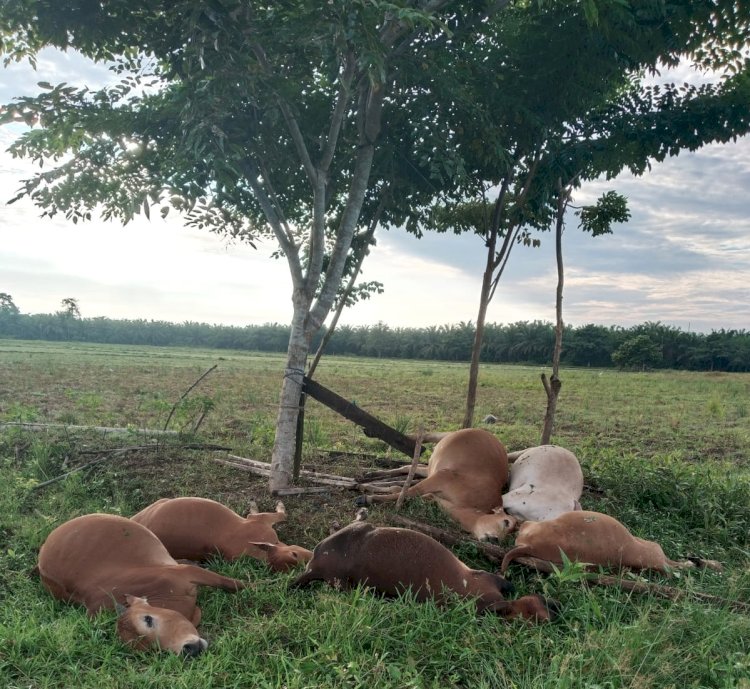 Enam Ekor Sapi Milik Warga Mati Tersambar Petir di Teupin U